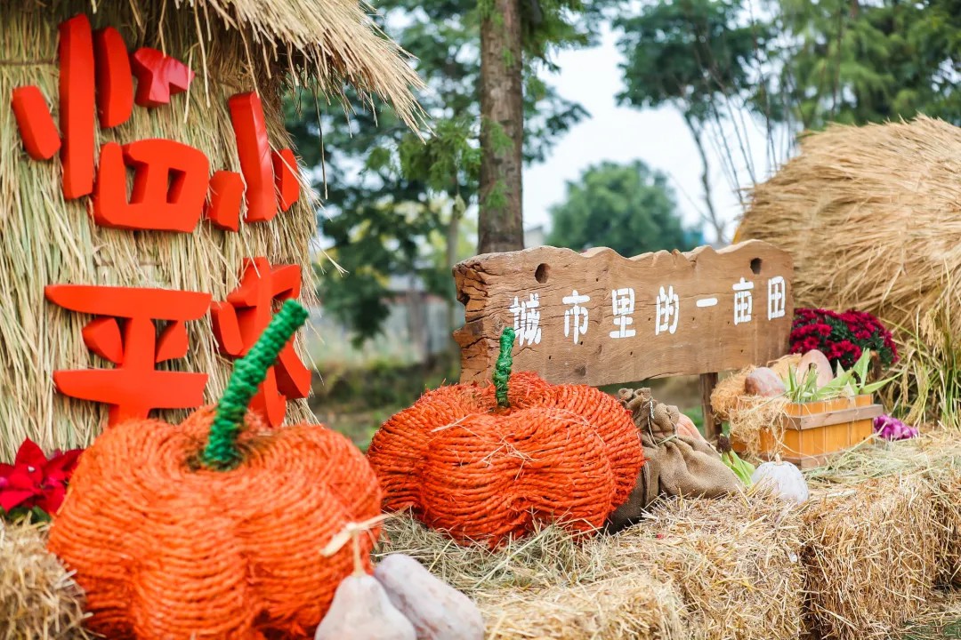 颂金秋 贺丰年丨临平街道举办“城市里的一亩田——临平小农场·秋之季”活动